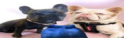 French Bulldog dogs for sale: KC REG AND FULL PEDIGREE  in Bradford - Advert 1
