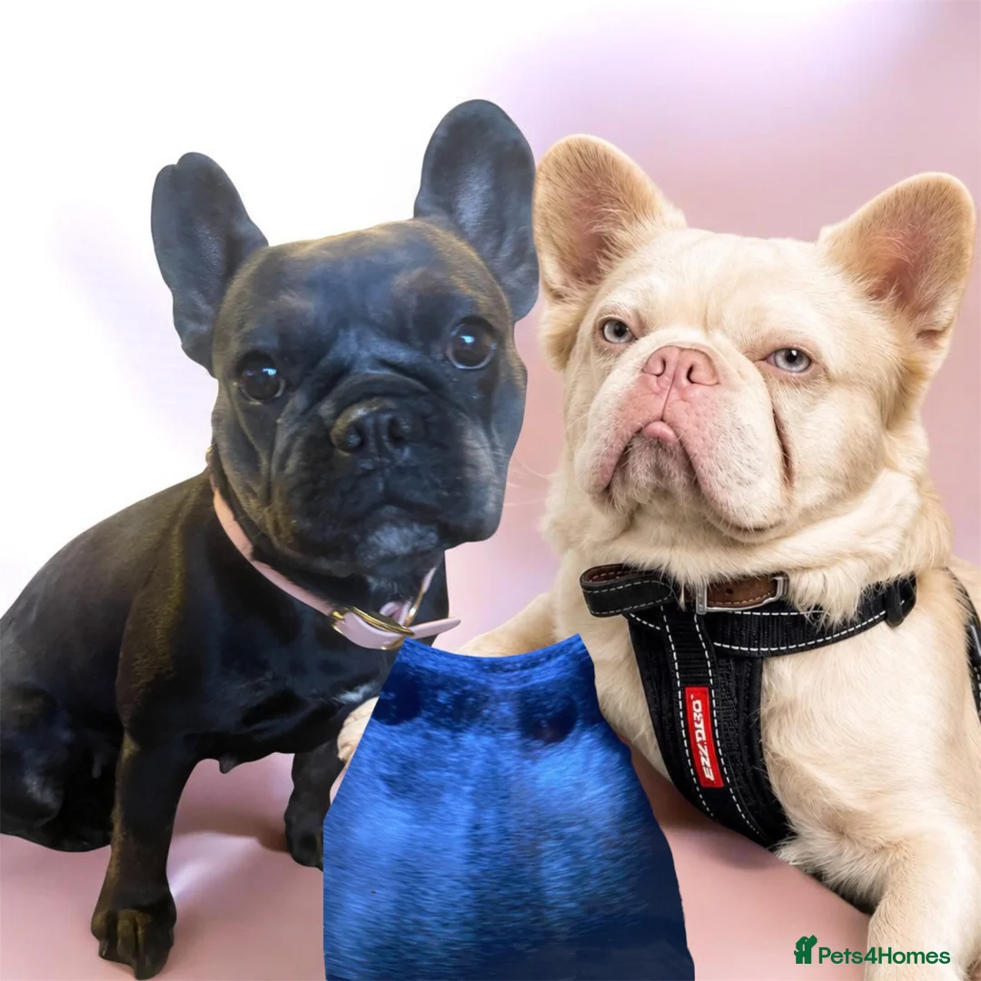 French Bulldog dogs for sale: KC REG AND FULL PEDIGREE  in Bradford - Advert 1