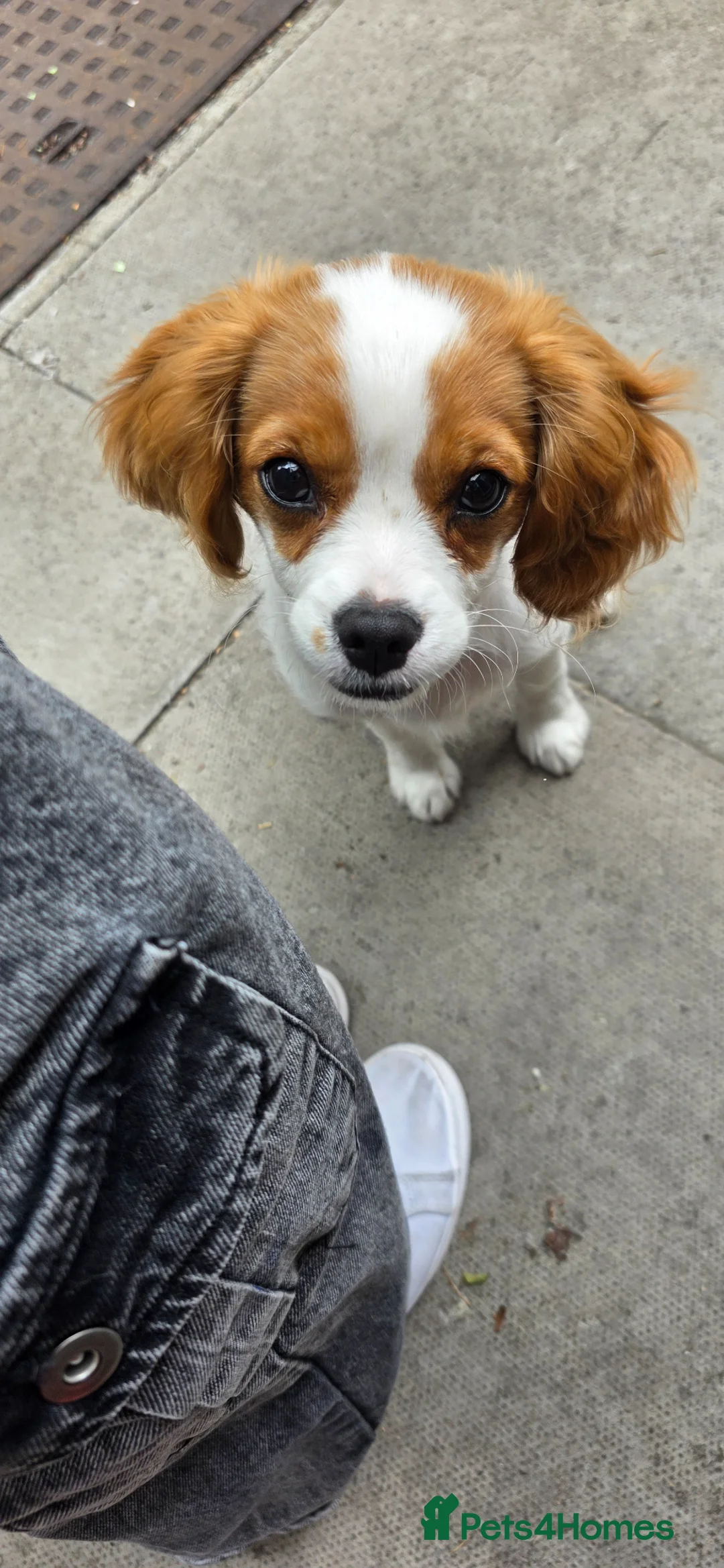 King Charles Spaniel dogs for sale: King charles spaniel, Female  - Advert 9
