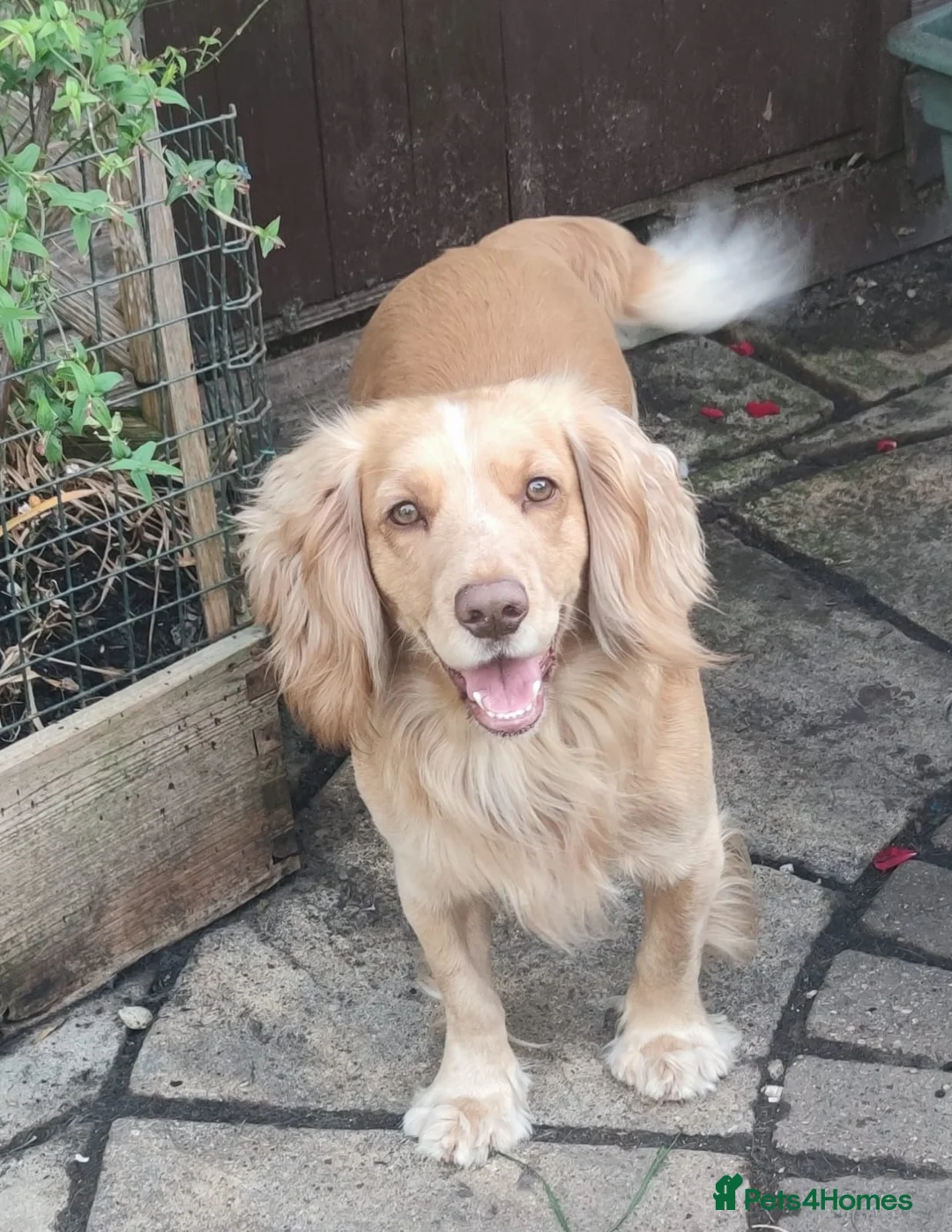 Sprocker dogs for sale: Lovely sproker spaniels 5 boys 1 girl - Advert 8