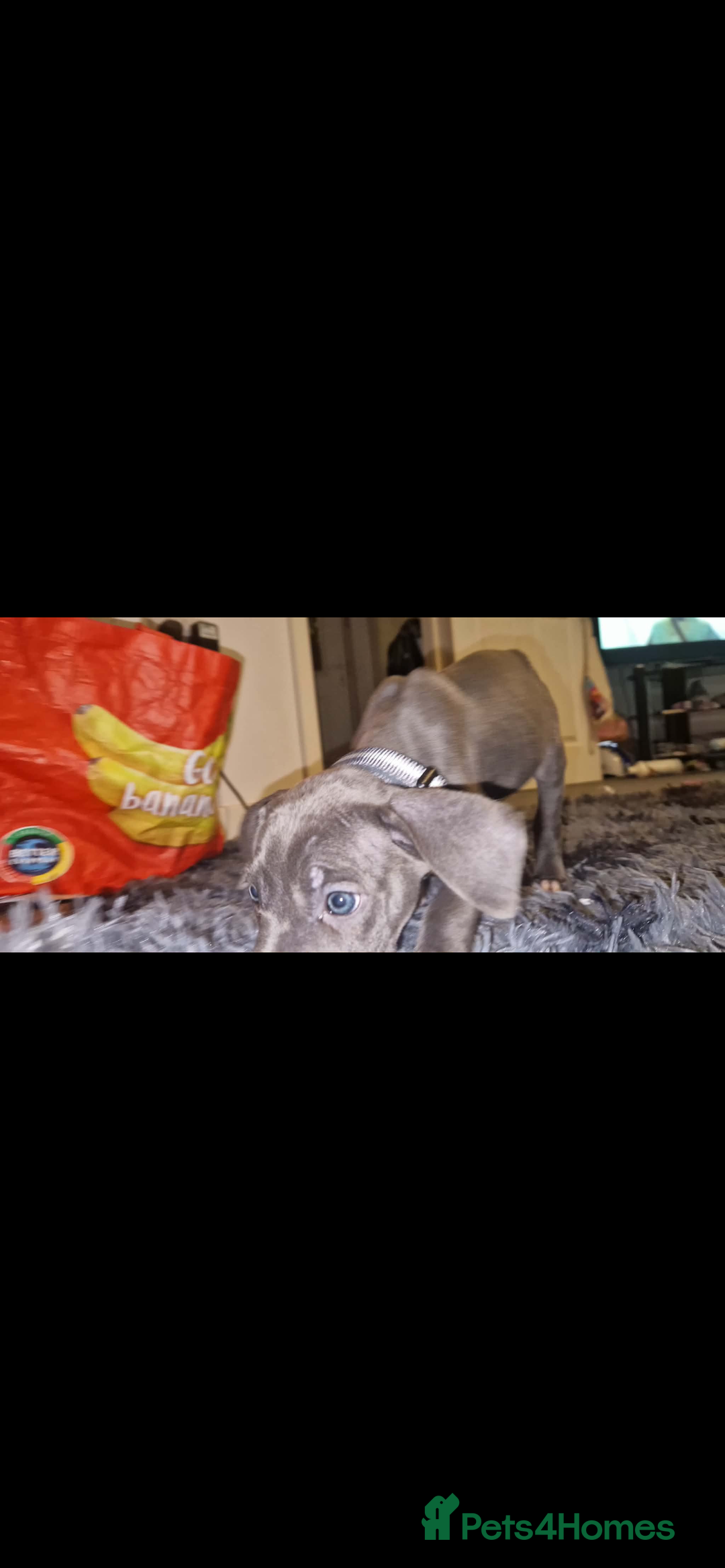 Mixed Breed dogs for sale: Cane corso hybrid - Advert 22