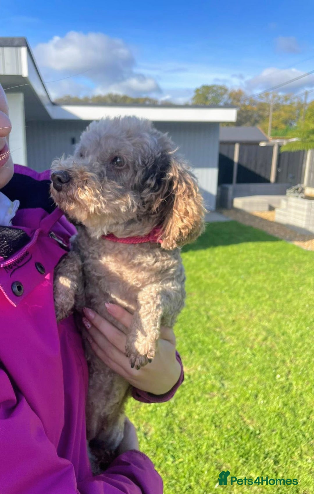 Toy Poodle dogs for sale: 9year old Toy poodle looking for new home - Advert 3