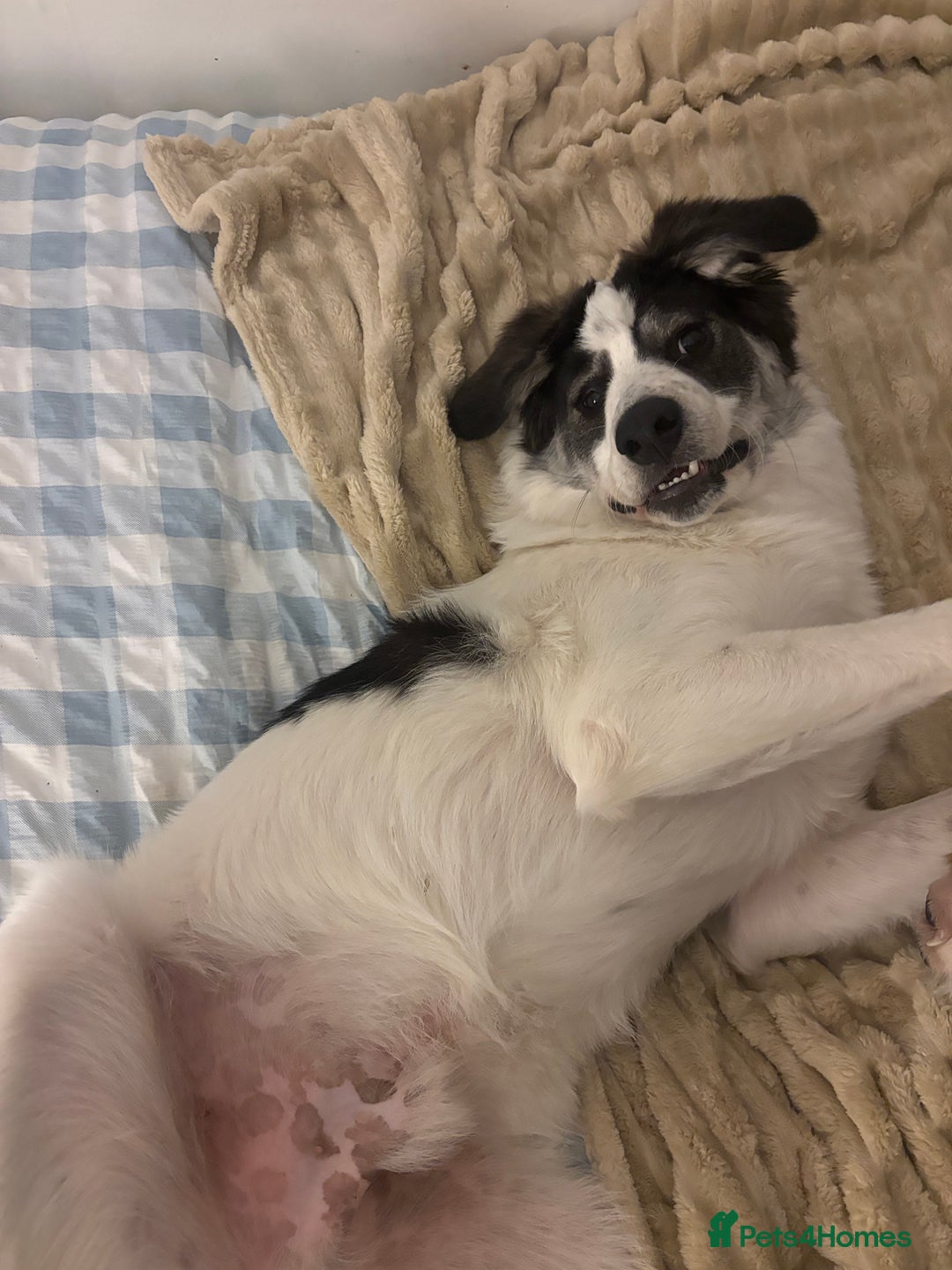 Mixed Breed dogs for sale: 13 Month Old - Marley❤️ - Advert 2