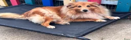 Shetland Sheepdog dogs for sale: Beautiful sable Shetland sheepdog girl  - Advert 3