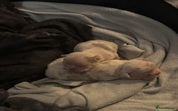 Mixed Breed dogs for sale: French bulldog X English bulldog  - Image 5