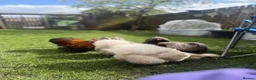 Chickens poultry for sale: White silkie & grey Pekin bantam - Advert 6