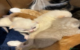 Scottish Fold cats for sale: Scottish Fold kittens for sale - Image 3