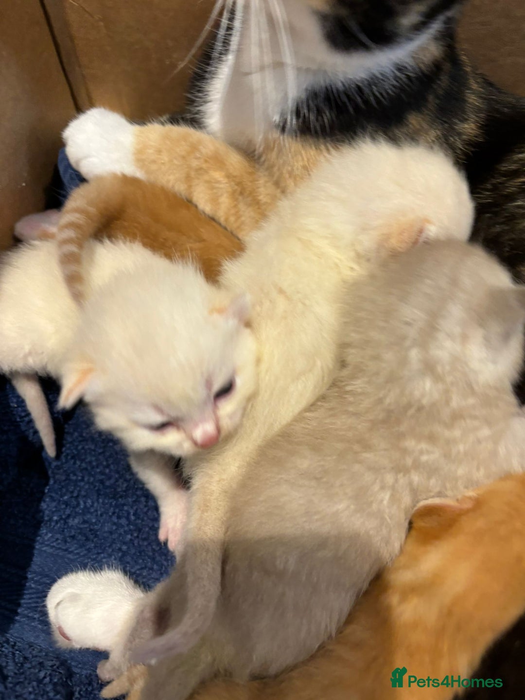 Scottish Fold cats for sale: Scottish Fold kittens for sale - Image 3