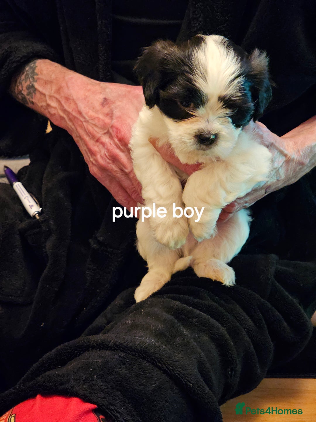 Malshi dogs for sale: GORGEOUS MALSHI PUPPIES AVAILABLE - Advert 13