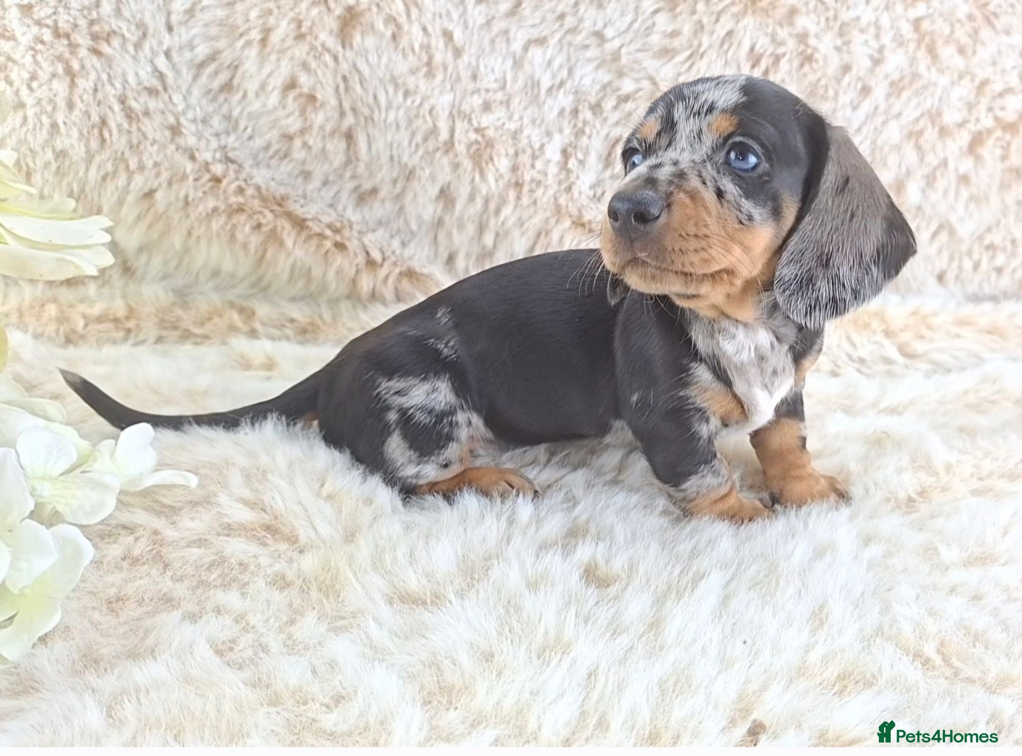 Dachshund dogs Classic Miniature Dachshund Puppies  - Advert 1