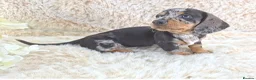 Dachshund dogs for sale: Classic Miniature Dachshund Puppies  - Advert 1