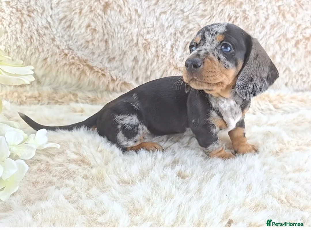 Dachshund dogs for sale: Classic Miniature Dachshund Puppies  - Advert 1
