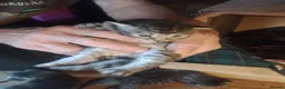 Maine Coon cats for sale: Maine Coon Kittens - Advert 26
