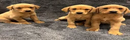 Labrador Retriever dogs for sale: FOX RED PUPPIES - Advert 4