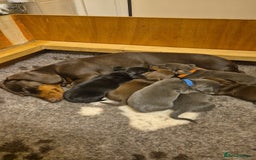 Miniature Dachshund dogs for sale: Miniature Dachshunds - Image 2
