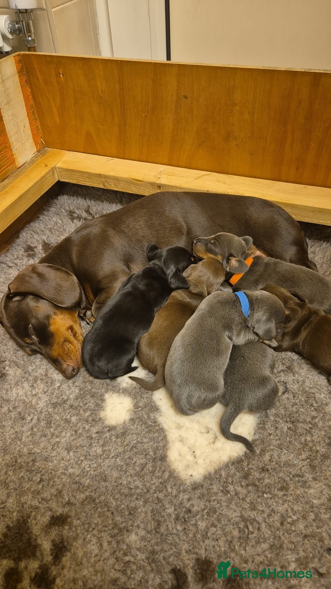 Miniature Dachshund dogs for sale: Miniature Dachshunds - Image 2
