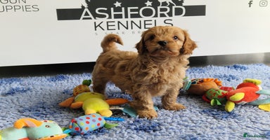 Cavapoo dogs 💥FULL H/TESTED F1 CAVAPOO PUPPIES FOR SALE 💥 - Advert 2