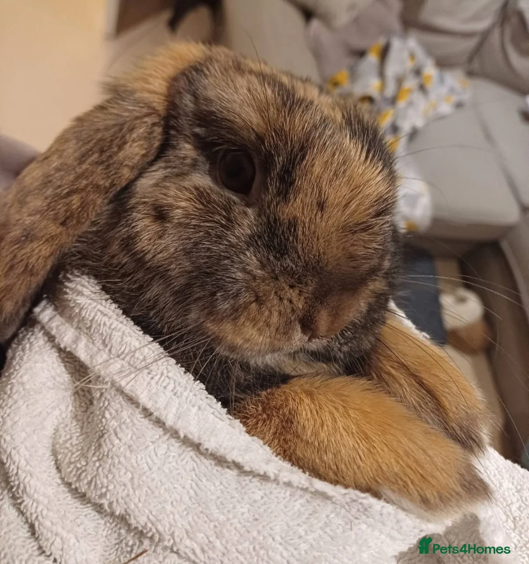 Mini Lop rabbits for sale: Affectionate beautiful  Mini Lop rabbit in Nantwich - Advert 2