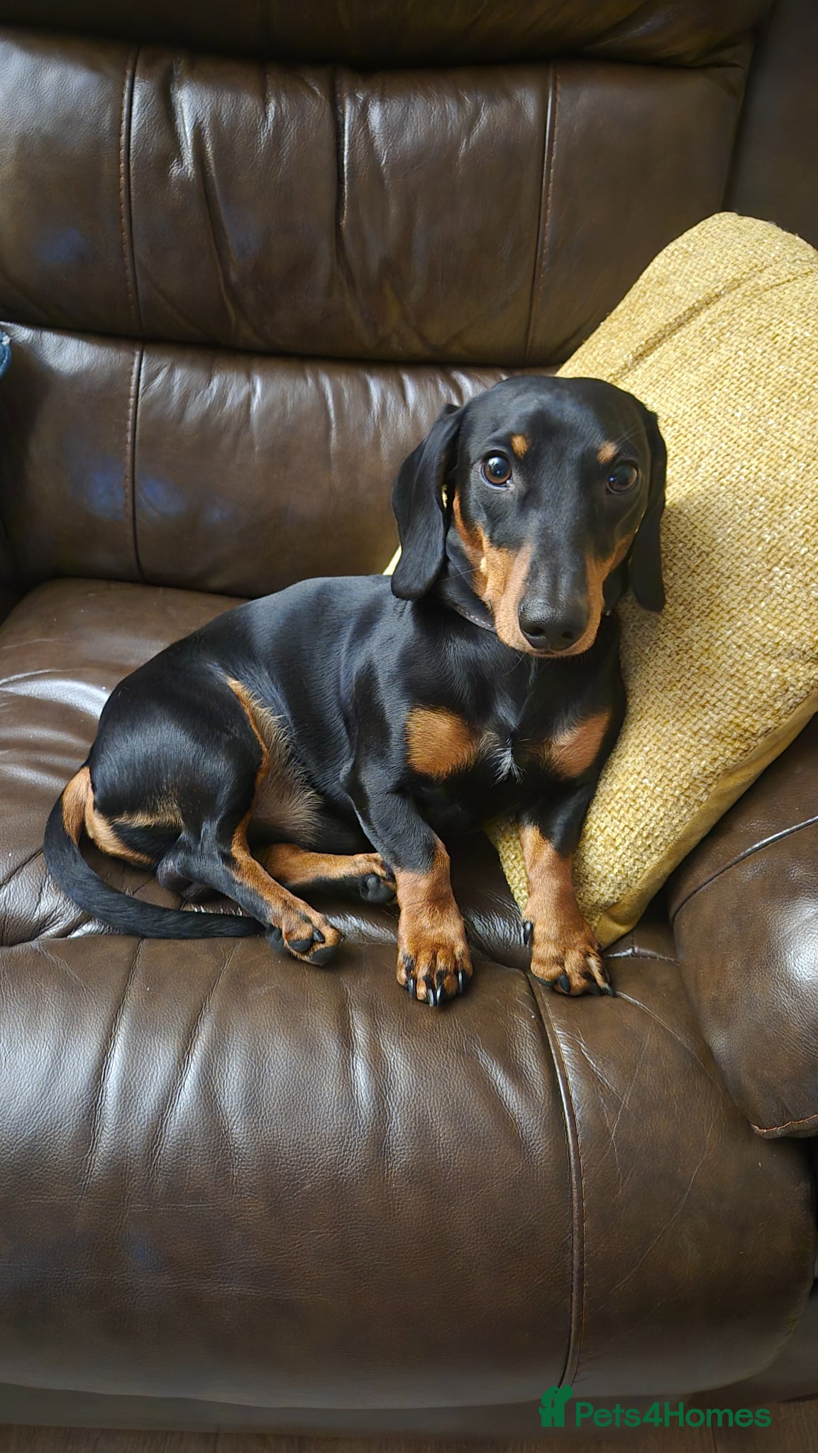 Miniature Dachshund dogs for stud: Miniature Dachshund black and Tan - Advert 2