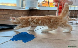 Maine Coon cats for sale: 🐾 Maine Coon Kittens X needing forever home 🐾 - Image 27