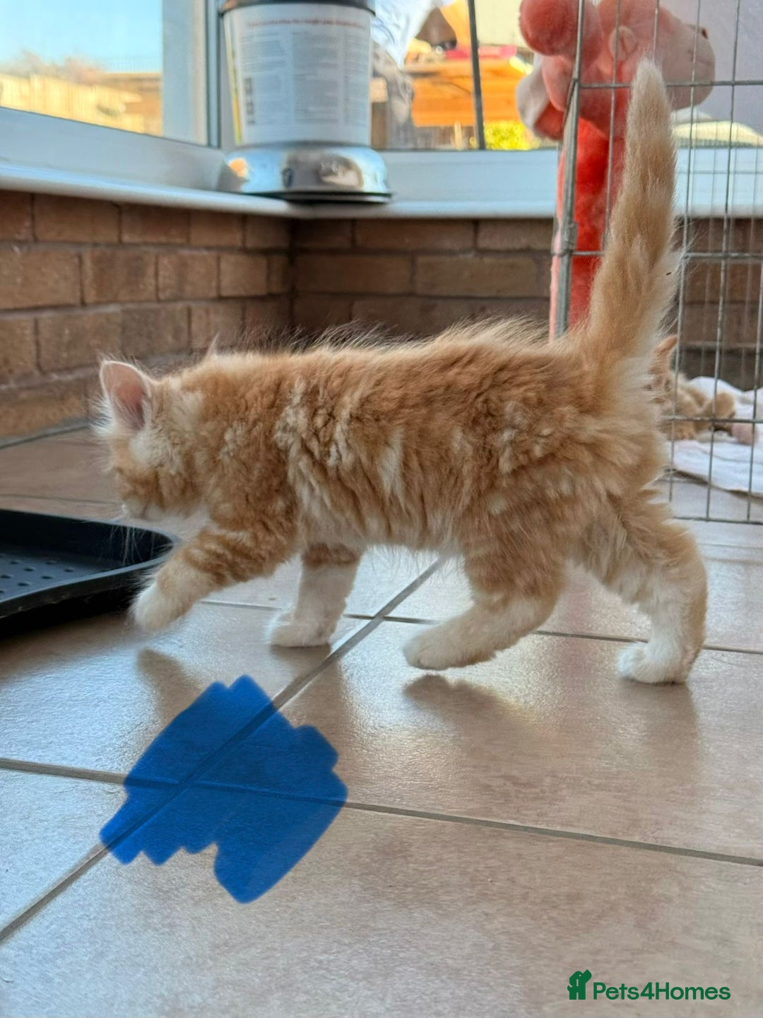 Maine Coon cats for sale: 🐾 Maine Coon Kittens X needing forever home 🐾 - Image 27