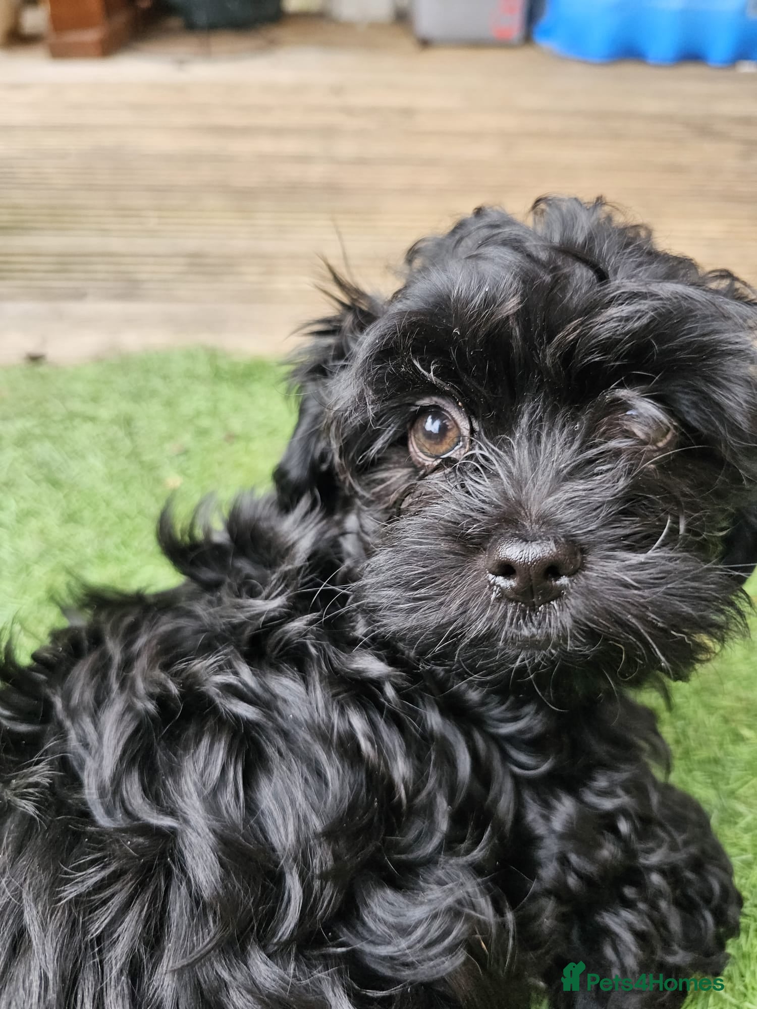 Havanese dogs Russkaya Tsvetnaya Bolonka- Rare,Devoted, Adorable - Advert 2