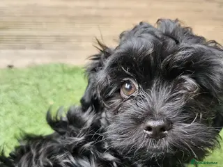 Havanese dogs Russkaya Tsvetnaya Bolonka- Rare,Devoted, Adorable - Advert 2