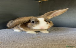 Mixed Breed rabbits for sale: Rufus and Teddy  - Advert 5