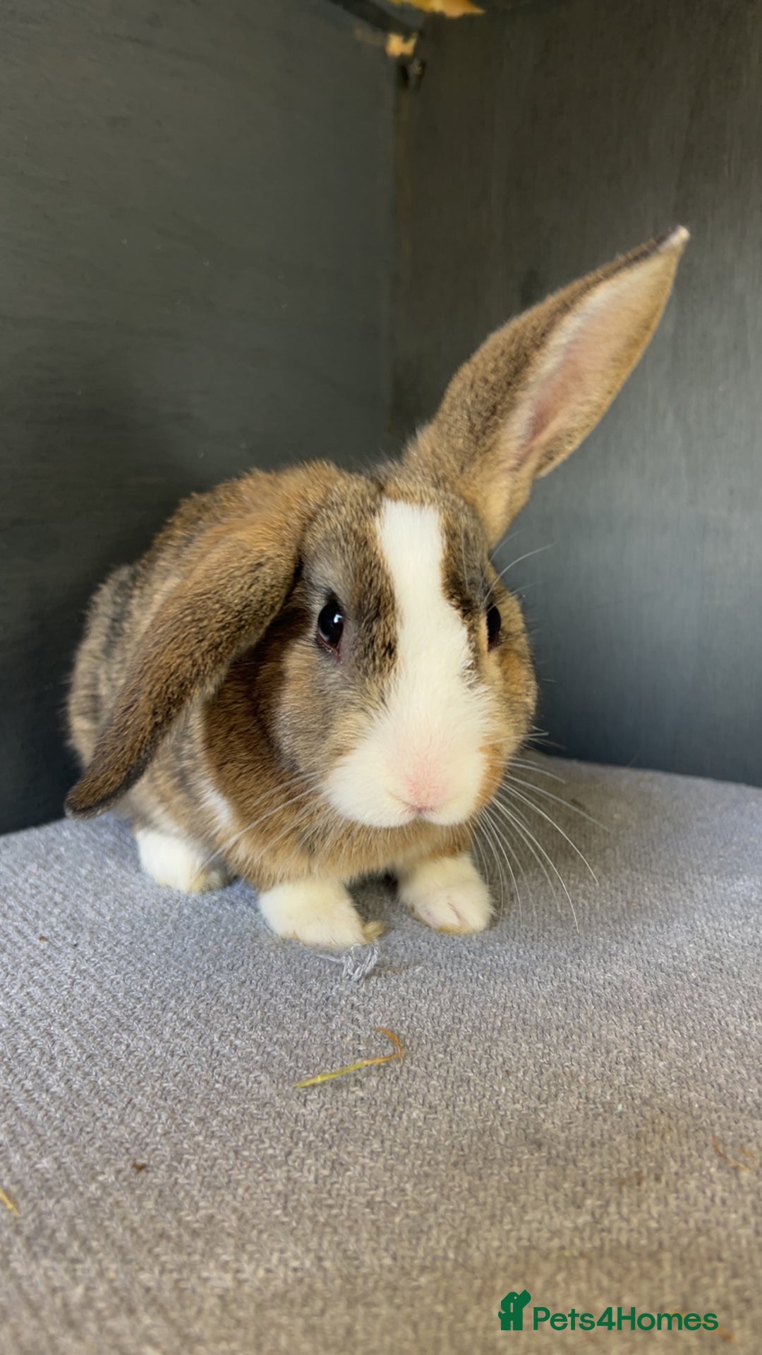 Mixed Breed rabbits for sale: Rufus and Teddy  - Advert 5