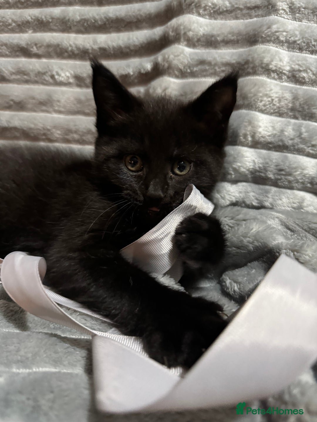 Mixed Breed cats for sale: British short hair cross Maine coon  - Advert 13