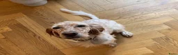 English Setter dogs for adoption: Bonnie (Laila) in London - Advert 5