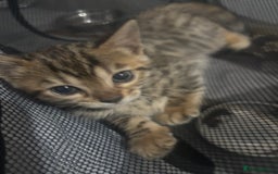 Bengal cats for sale: Beautiful Bengal kittens  - Image 6