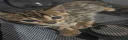 Bengal cats for sale: Beautiful Bengal kittens  - Advert 7