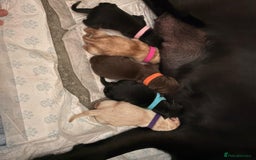 Labrador Retriever dogs for stud: Chocolate Labrador For Stud in Burnley - Image 10
