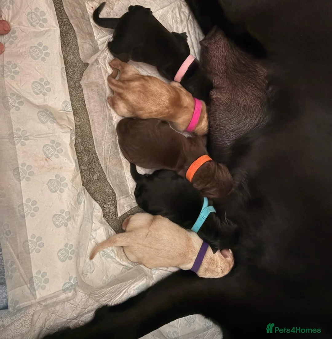 Labrador Retriever dogs for stud: Chocolate Labrador For Stud in Burnley - Advert 10