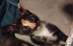 Mixed Breed cats for sale: 3 kittens for sale  - Image 1