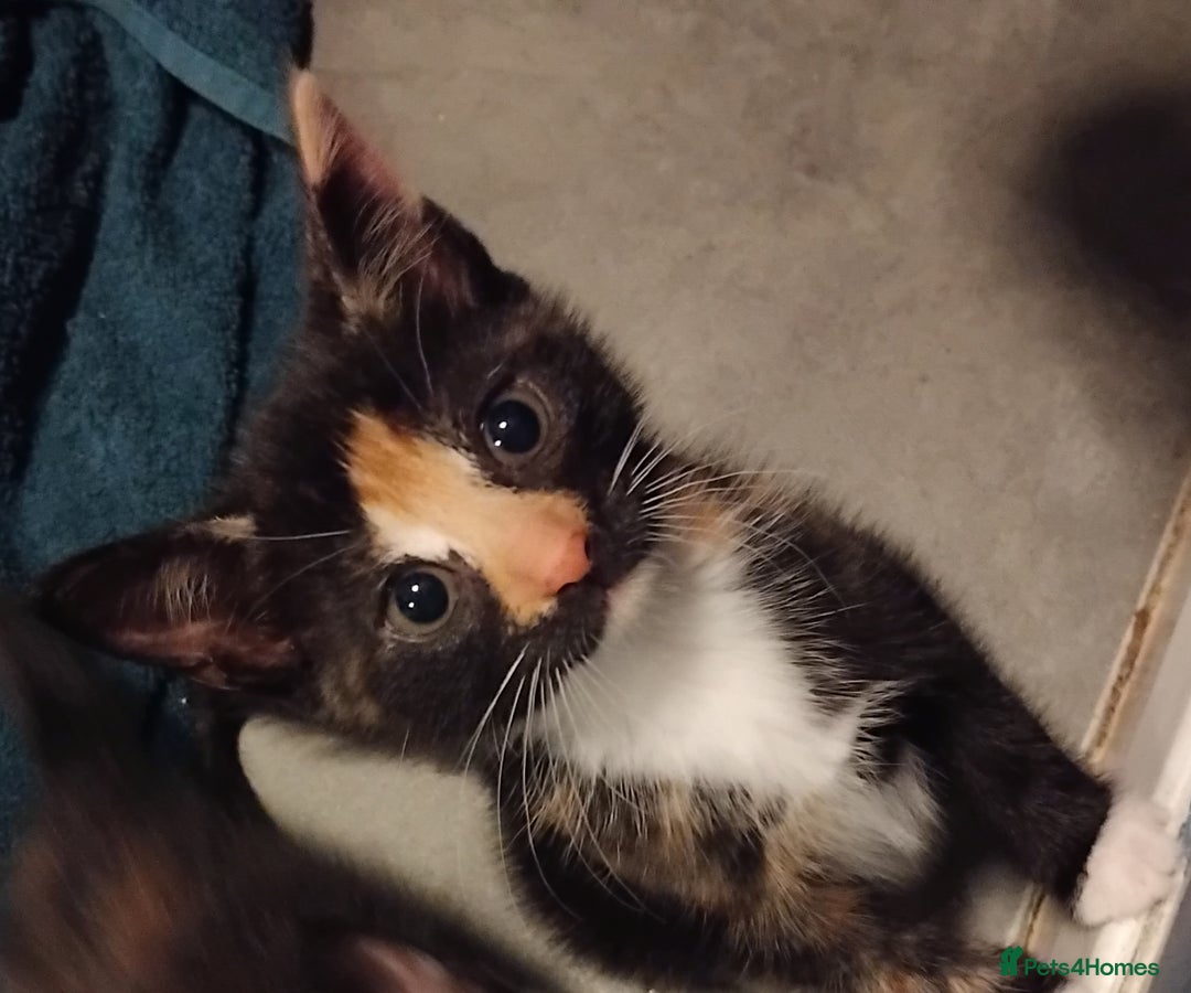 Mixed Breed cats for sale: 3 kittens for sale  - Image 1