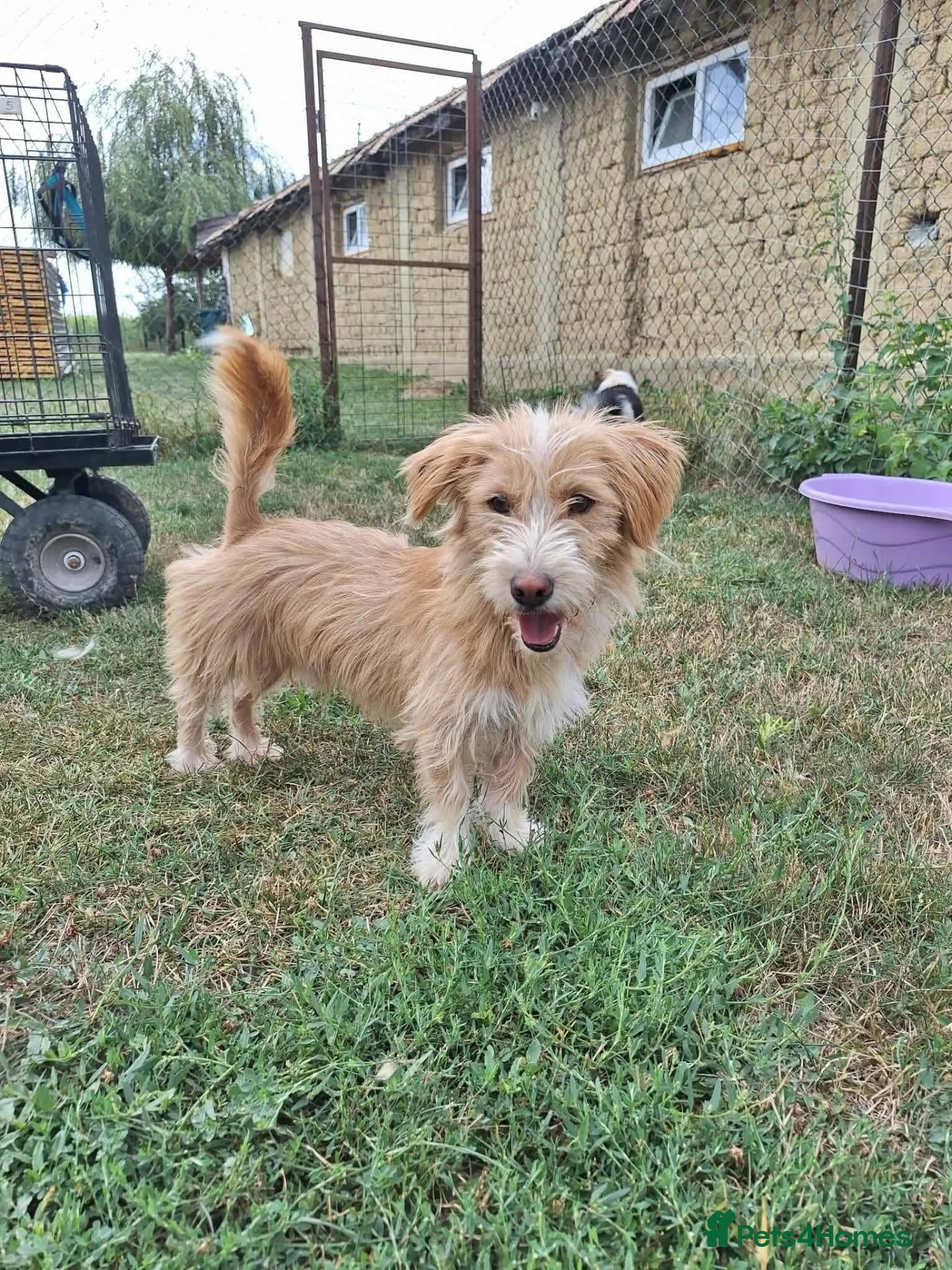 Mixed Breed dogs Asterix for adoption!  - Advert 1
