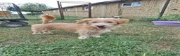 Mixed Breed dogs for adoption: Asterix for adoption!  in Leighton Buzzard - Advert 1