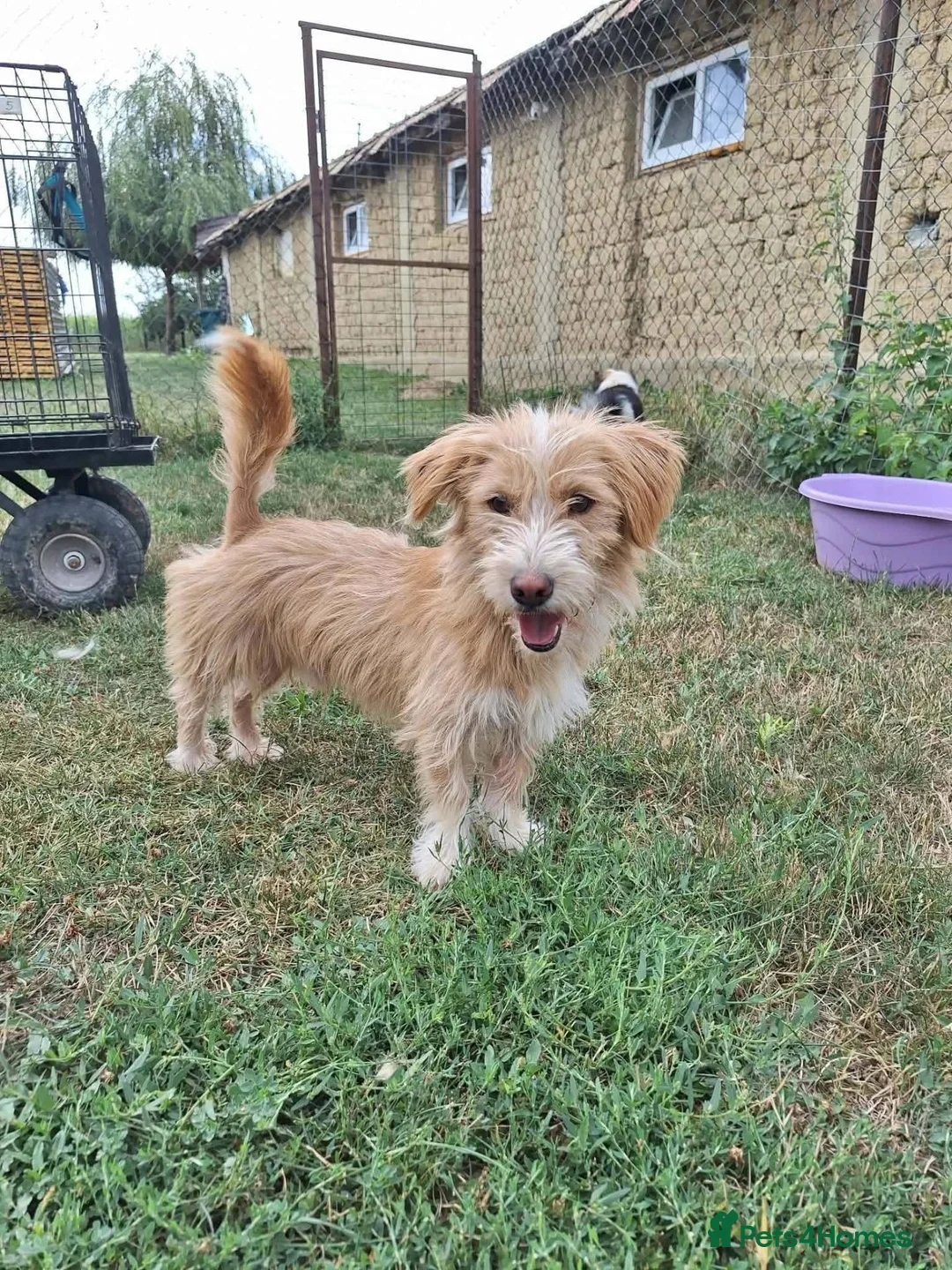 Mixed Breed dogs for adoption: Asterix for adoption!  in Leighton Buzzard - Advert 1