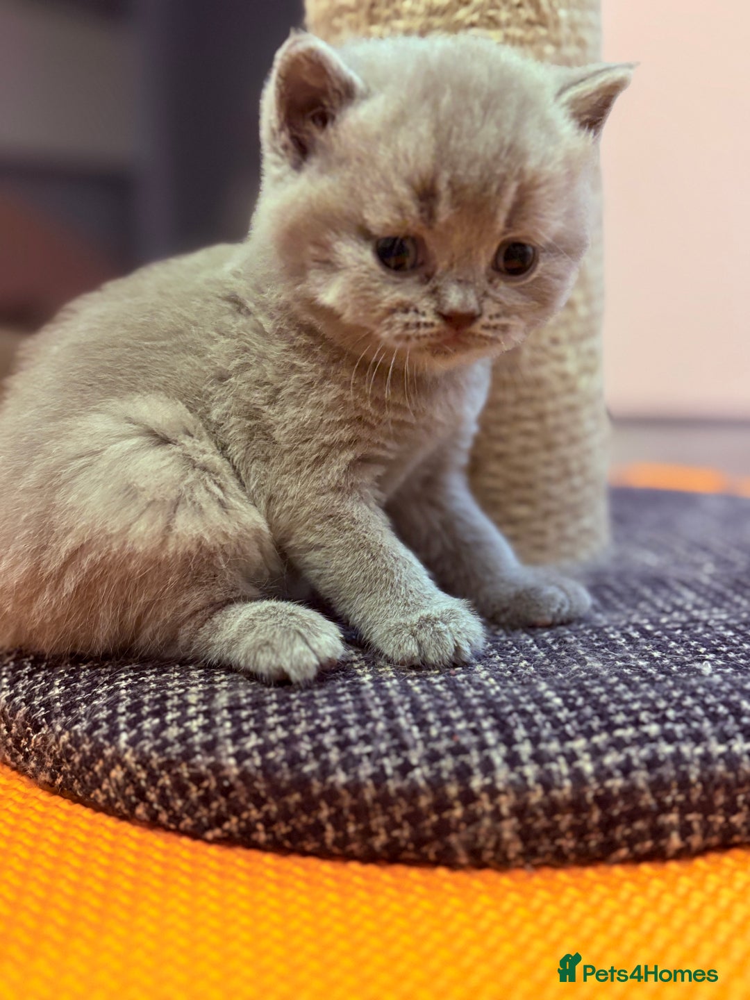 British Shorthair cats for sale: Beautiful GCCF Registered MultiColoured BSH kitte  - Advert 10