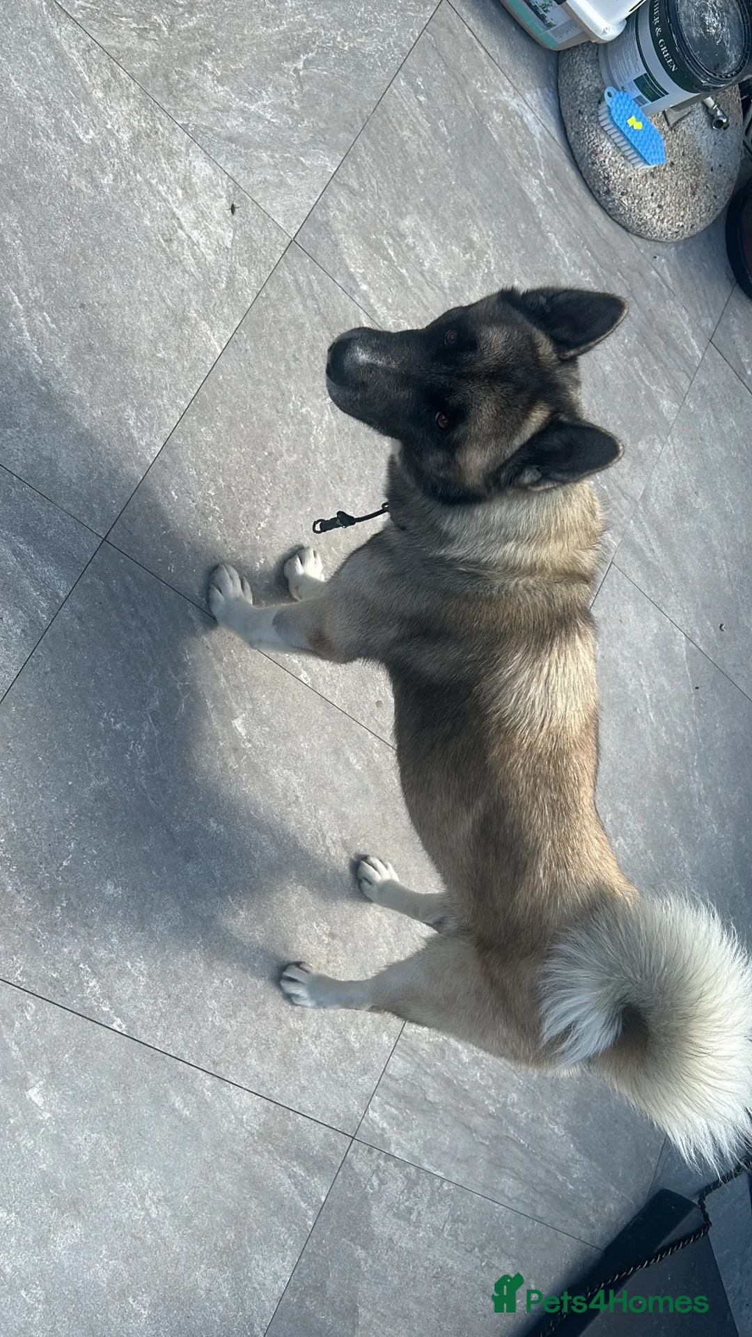 Akita dogs for stud: AKITA stud  in London - Advert 1