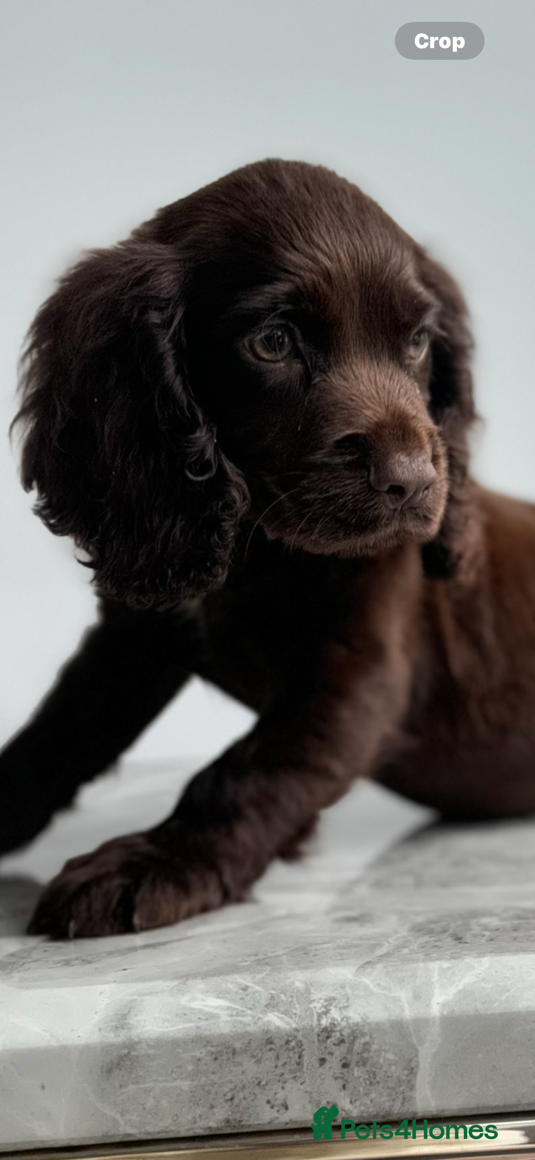 Cocker Spaniel dogs for sale: Cocker spaniel  - Image 12