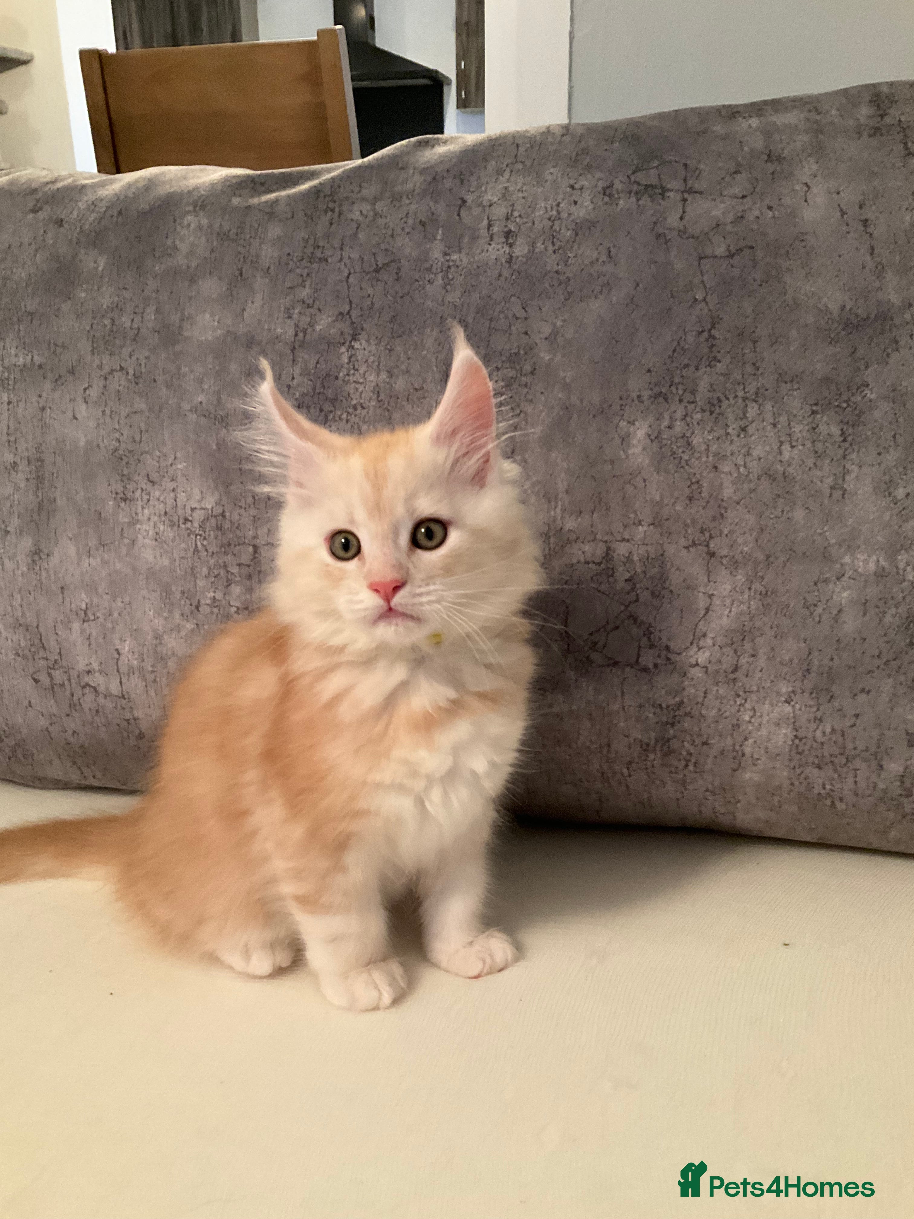 Maine Coon cats Beautiful large pure maine coons 9 week old - Advert 6