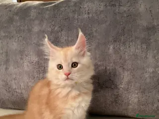 Maine Coon cats Beautiful large pure maine coons 9 week old - Advert 6