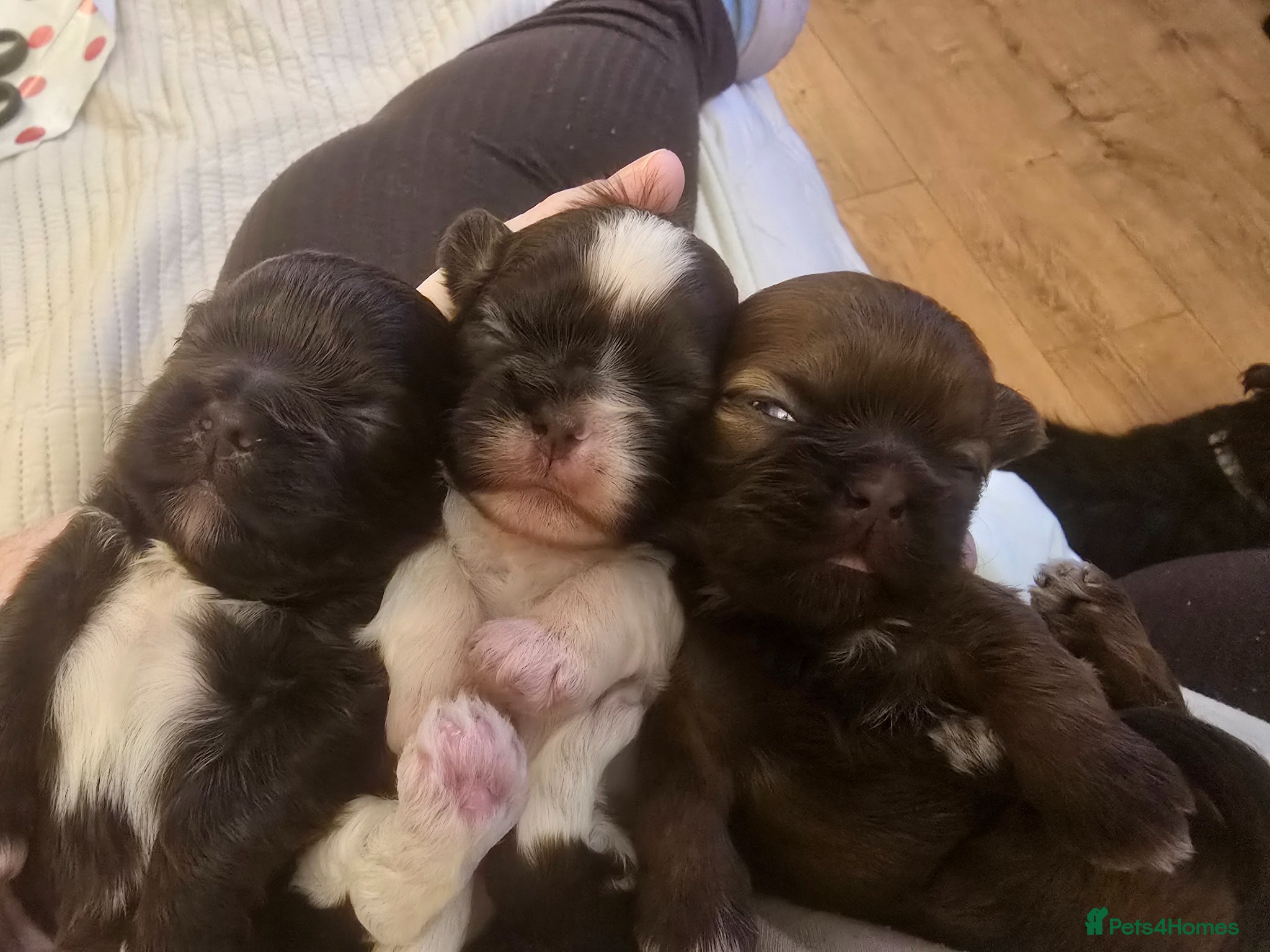 Shih Tzu dogs Boy shihtzu  - Advert 1