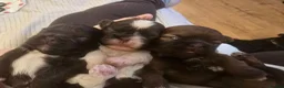 Shih Tzu dogs for sale: Boy shihtzu  in Wakefield - Advert 16