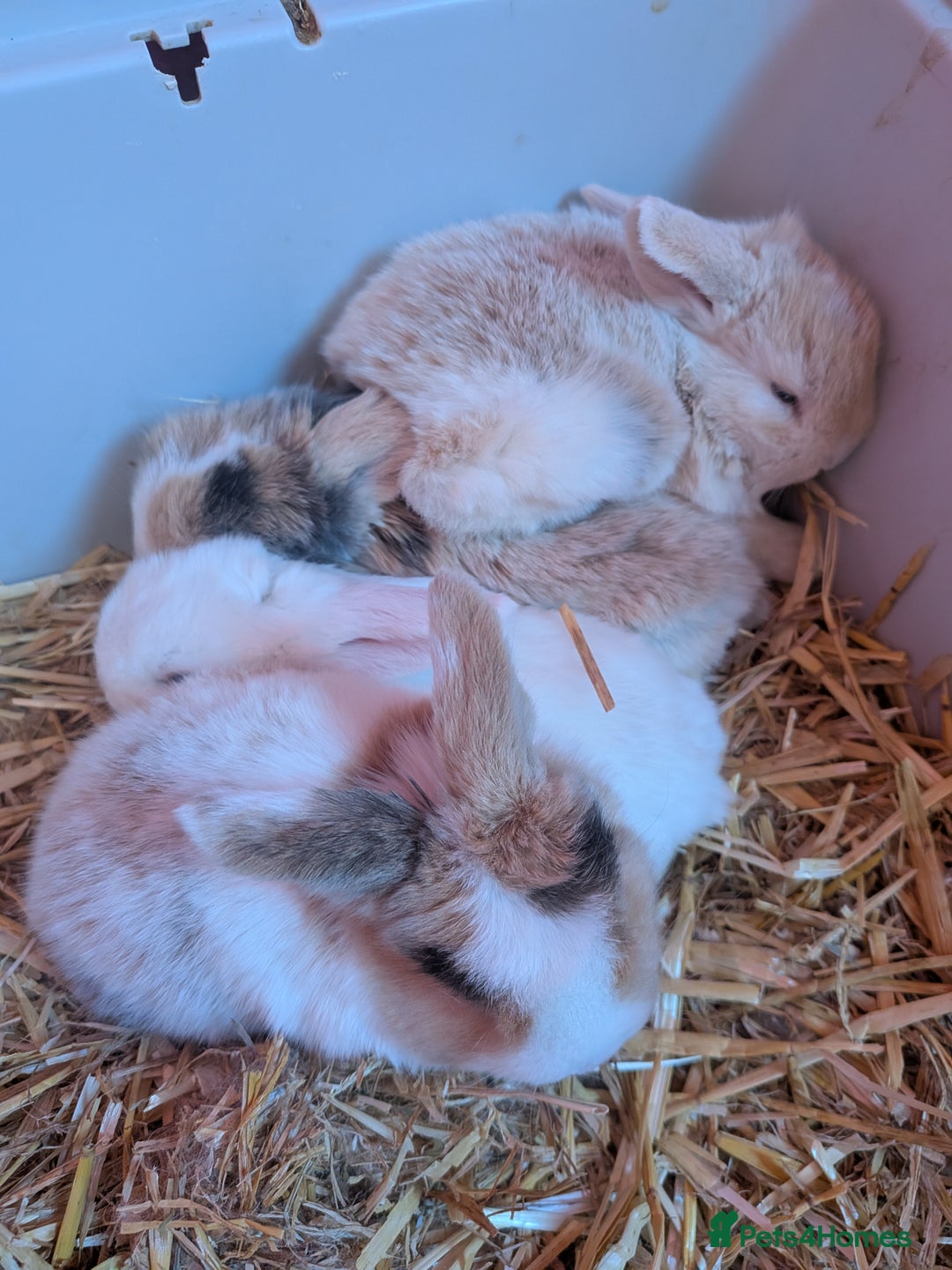 English Lop rabbits for sale: 4 English loops  - Advert 1