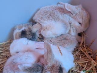 English Lop rabbits 4 English loops - Advert 1