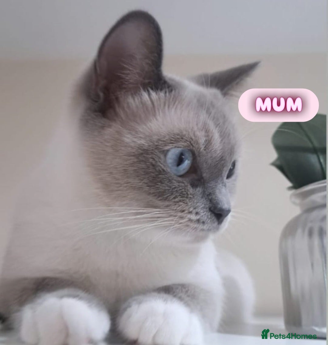 Ragdoll cats for sale: Beautiful Chunky Pure Breed Ragdoll kittens - Image 10